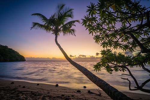 palm tree photo of coconut tree at the beach during daytime tree